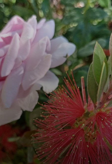 Attrezzi da giardinaggio Firenze sud