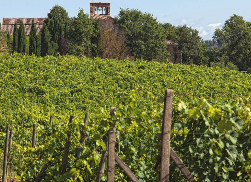 Brunello di Montalcino vendita diretta