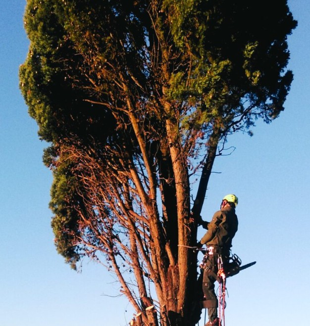 Abbattimento alberi alto fusto Firenze